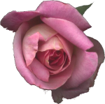 Immagine 34